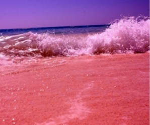 pink-sand-bermuda